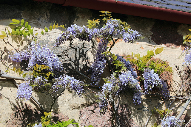 Wisteria in full bloom