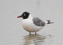 Franklin's Gull