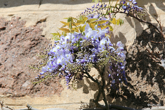 Wisteria in full bloom