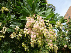 Arbutus  Adelaide Botanical Gardens