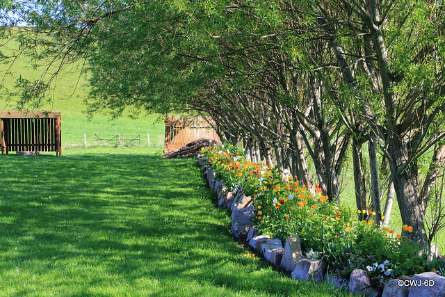 Tulips and Californian Poppies under the Willows