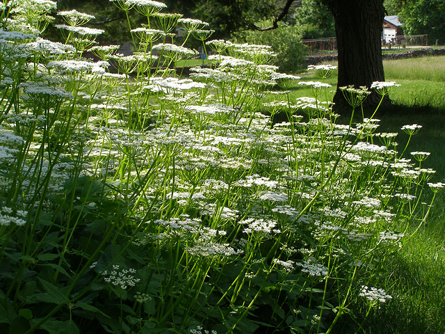 Ground Elder, or Goutweed