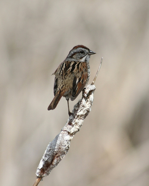 swamp sparrow/bruant des marais