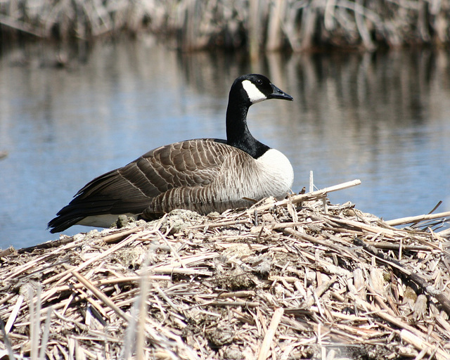 canada goose/bernache du Canada