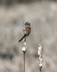 bruant des marais/ swamp sparrow