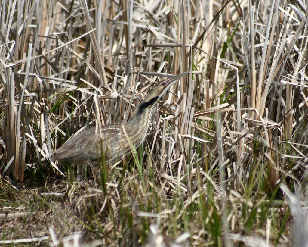 american bittern/butor d'Amérique