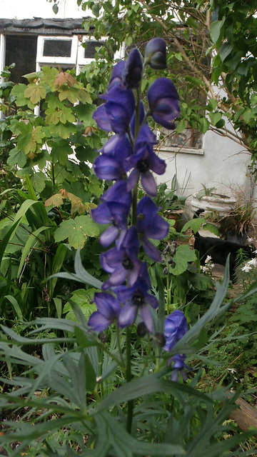 The blue hollyhock