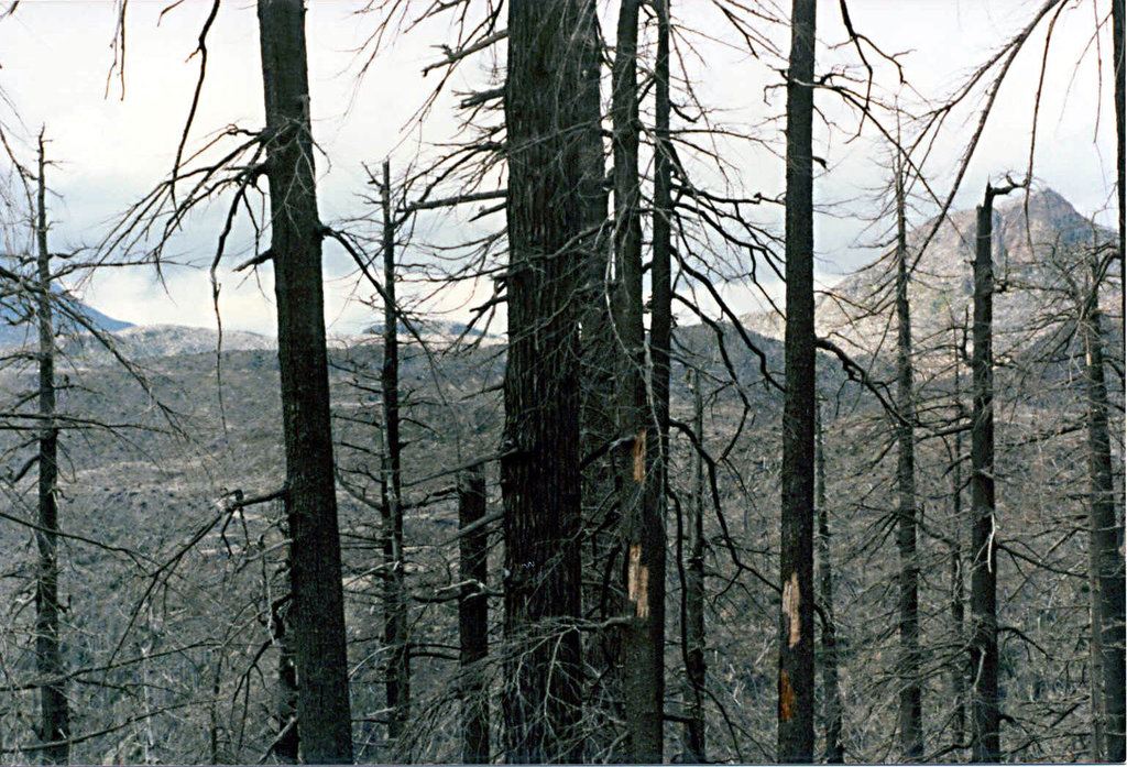 trees_devastated_area2_adj