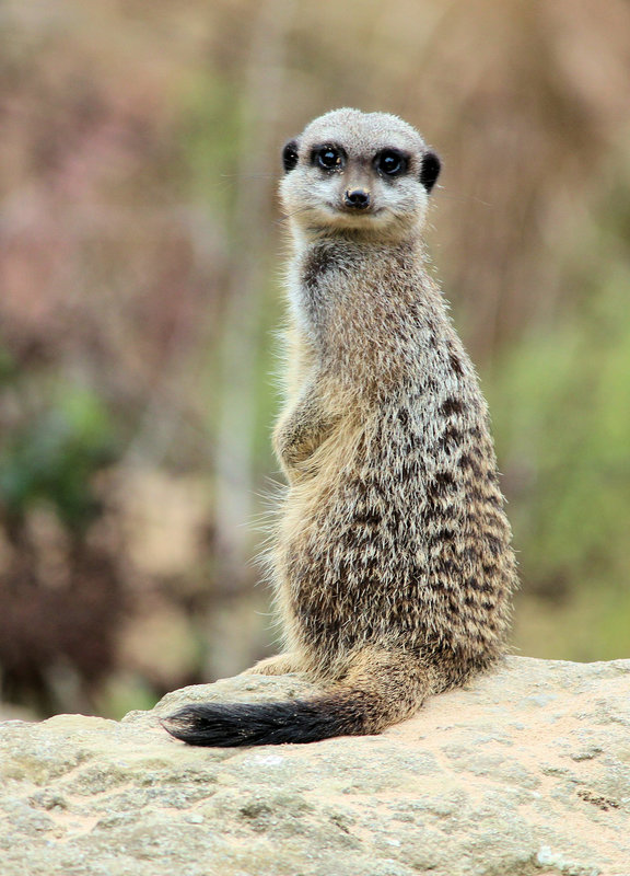 Meerkat