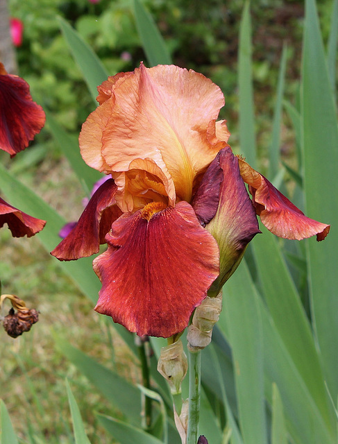 Iris Natchez Trace