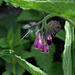 Consoude officinale (3)