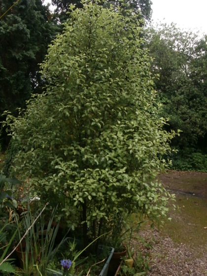 My pittisporum is growing so fast now