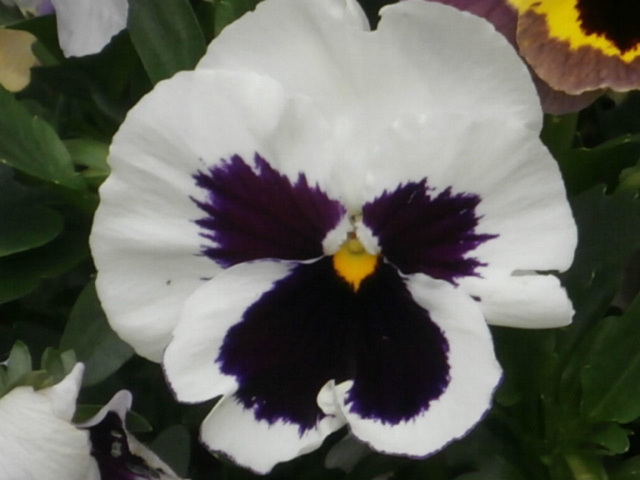 Yet more of these pansies