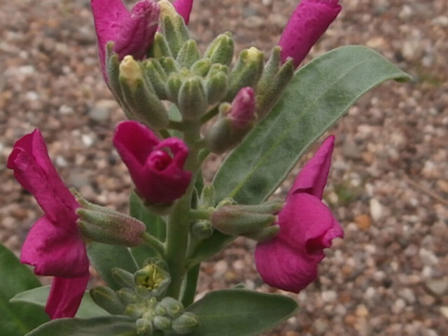 The new stocks are blooming at last