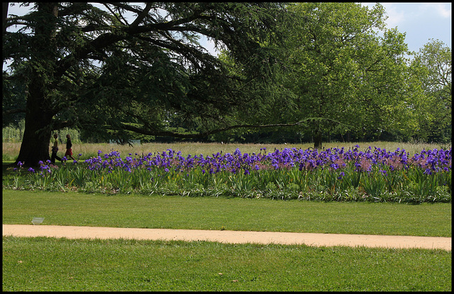 Champs d'iris bleus