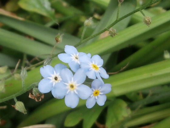 Forget-me-nots are everywhere