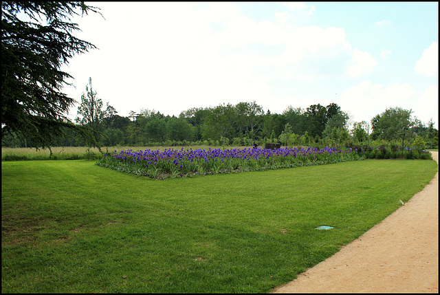 Champs d'iris bleus