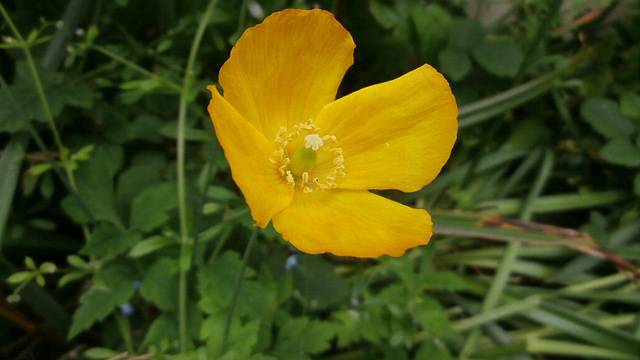 The Icelandic poppy is so delicate