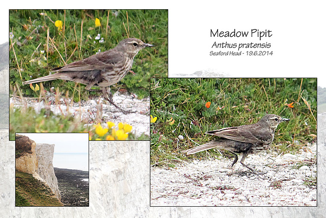 Meadow Pipit - Seaford Head - 19.6.2014