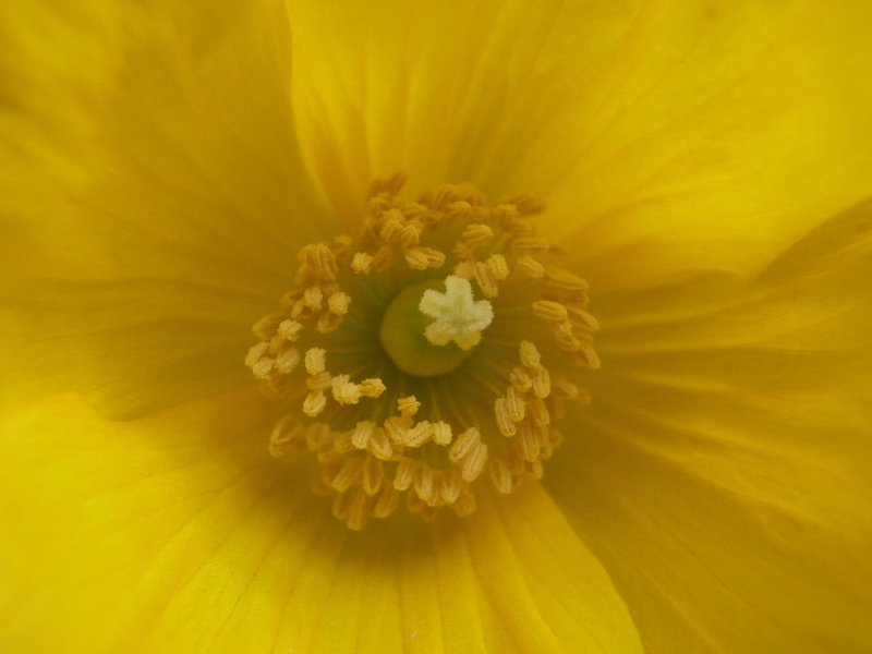 The centre of the poppy is so complicated