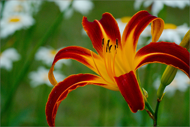 Daylily