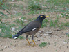 Common Myna - 23 May 2014