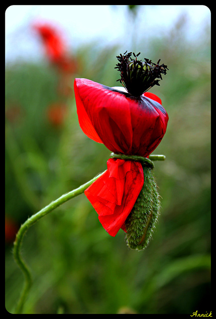 Miss  COQUELICOT en robe des champs (ma création)