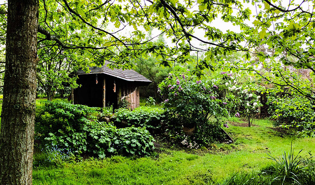 A wet green morning by the gazebo