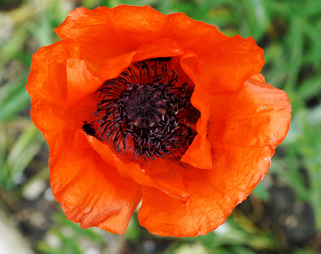 Poppy