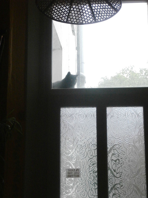 Pippin's found a place to watch us - the porch roof