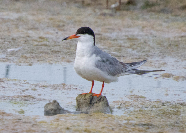 Forster's Tern