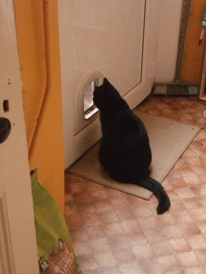 Boo loves sitting by the cat flap so she can see outside