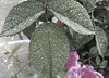 Leaf with raindrops