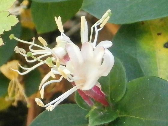 Honeysuckle