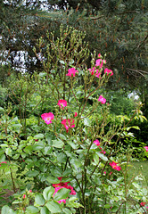Rosier Rosier