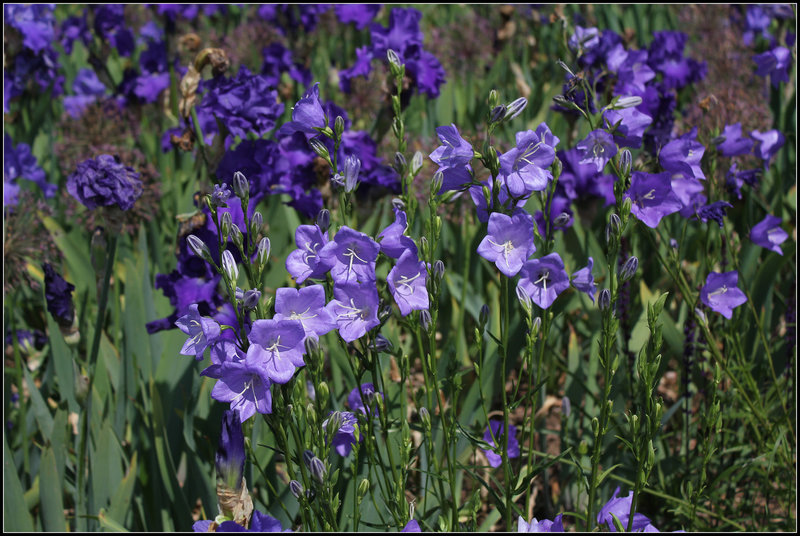 Campanules