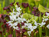 Calopogon tuberosus (Common Grass-pink orchid) white form