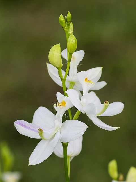 Calopogon tuberosus (Common Grass-pink orchid) white form