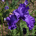Iris bleu Cayeux