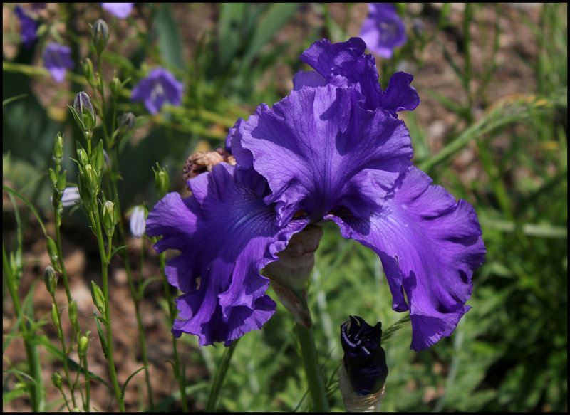 Iris bleu Cayeux