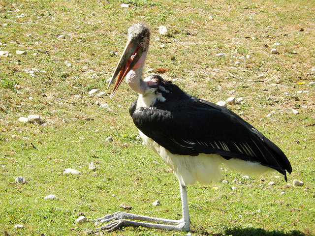 Marabu (Leptoptilos crumeniferus) ©UdoSm