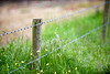 Fence with barbed wire and buttercups.