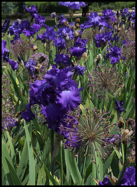 Iris bleu Cayeux (2)