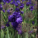 Iris bleu Cayeux (2)
