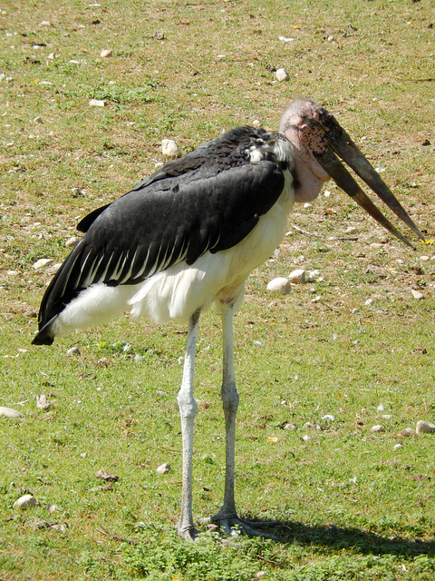 Marabu (Leptoptilos crumeniferus) ©UdoSm