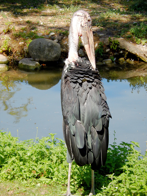 Marabu (Leptoptilos crumeniferus) ©UdoSm