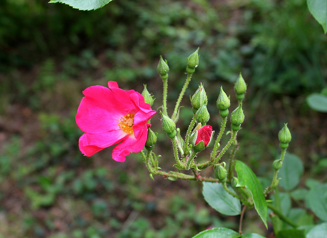 Rosier  (5)