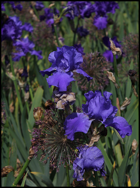 Iris bleu Cayeux (3)