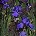 Iris bleu Cayeux (3)