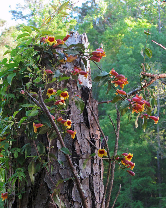 Crossvine Flowers